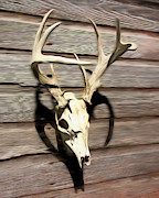 White-tail Deer 006 Photograph by Rob Graham