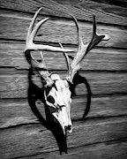 White-tail Deer 007 Photograph by Rob Graham
