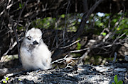 White Tern Chick -1 Photograph by Diane Macdonald