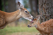 Whitetail Grooming Fawn Photograph by Donald M. Jones
