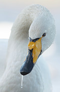 Whooper Swan, Cygnus Cygnus, Portrait Photograph by Sarah Darnell