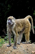 Wild Baboon Photograph by Robert Grac Wild Baboon Photograph by Robert Grac