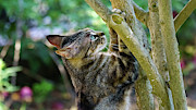Wild Cat with Paws on a Tree Photograph by Sapiens Verbum Wild Cat with Paws on a Tree Photograph by Sapiens Verbum