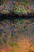 Wild Cherry tree in the Fall, golden reflections on the river Photograph by Anita Nicholson Wild Cherry tree in the Fall, golden reflections on the river Photograph by Anita Nicholson