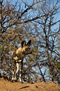 Wild Dog (lycaon Pictus). Hoedspruit Photograph by Roger De La Harpe