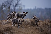 Wild Dog {lycaon Pictus}. Manyeleti Photograph by Roger De La Harpe