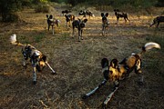 Wild Dog (lycaon Pictus). Northern Tuli Photograph by Roger De La Harpe