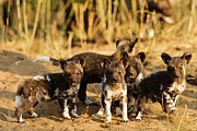 Wild Dog (lycaon Pictus) Puppies Photograph by Roger De La Harpe