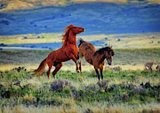 Wild Equine Play Time Photograph by Greg Norrell Wild Equine Play Time Photograph by Greg Norrell
