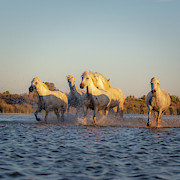 Wild Horses Photograph by Francesco Riccardo Iacomino