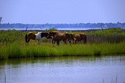 Wild Horses Of Assateague Island Photograph by Robin Houde Photography
