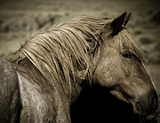 Wild Mustangs of New Mexico 13  Photograph by Catherine Sobredo