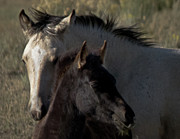 Wild Mustangs of New Mexico 4 Photograph by Catherine Sobredo