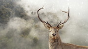 Wild Nature - Stag Photograph by Andrea Kollo Wild Nature - Stag Photograph by Andrea Kollo