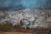 Wildfire Photograph by Science Photo Library
