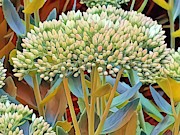 Wildflower Garden Photograph by Carol Riddle