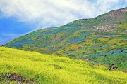 Wildflower Hills of Malibu -  Superbloom 2019 Photograph by Lynn Bauer