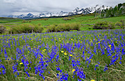 Wildflowers along Last Dollar Road Photograph by Ray Mathis Wildflowers along Last Dollar Road Photograph by Ray Mathis