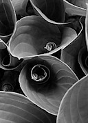 Window Into Another World Black and White Photograph by Kathi Mirto