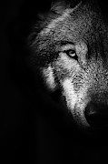 Window into the soul Photograph by Rudy Viereckl