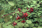 Wine Raspberry (rubus Phoenicolasius) Berries And Foliage Photograph by Science Photo Library