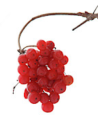 Winter Berries Photograph by Tiffany Whisler