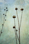 Winter Frost  Photograph by Mary Lee Dereske