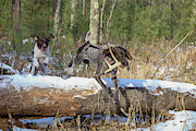 Winter Fun Photograph by Brook Burling