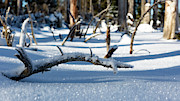 Winter in the Upper Harz Photograph by Andreas Levi Winter in the Upper Harz Photograph by Andreas Levi