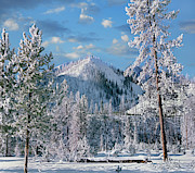 Winter In Yellowstone National Park, Wyoming Photograph by Tim Fitzharris Winter In Yellowstone National Park, Wyoming Photograph by Tim Fitzharris