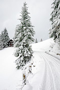 Winter Landscape with Trees in Austria Photograph by Matthias Hauser