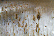 Winter Marsh I Photograph by Steven David Roberts