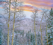 Winter Quaking Aspen, Aspen Vista, Santa Fe National Forest, New Mexico Photograph by Tim Fitzharris Winter Quaking Aspen, Aspen Vista, Santa Fe National Forest, New Mexico Photograph by Tim Fitzharris