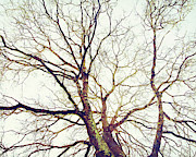 Winter Sun Photograph by Lupen Grainne