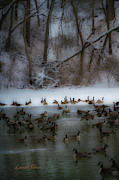 Winter Swim Photograph by Ed Peterson