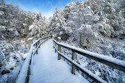 Winter Wonderland Photograph by Brad Bellisle Winter Wonderland Photograph by Brad Bellisle