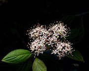 Wishing Star Photograph by Bill Posner