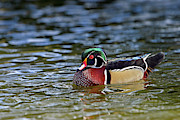 Wood Duck Photograph by Ronnie And Frances Howard