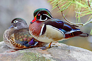 Wood Ducks Photograph by Ronnie And Frances Howard