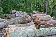 Wooden Bowl Factory Photograph by Science Photo Library