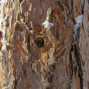 Woodland 153 Photograph by Amy E Fraser