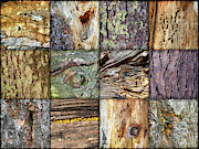 Woodland Abstracts Tree Texture Tiles B Photograph by Amy E Fraser