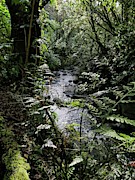 Woodland stream Photograph by Martin Smith Woodland stream Photograph by Martin Smith