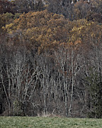 Woods Photograph by Paul Ross