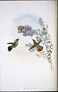 Xantus's Humming Bird Heliopaedica Xantusi Hand Coloured Litho Drawing by John Gould