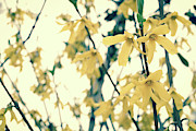 Yellow Bell Hello Photograph by Michelle Anderson