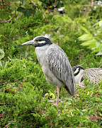Yellow-Crowned Night Heron Photograph by Kristia Adams
