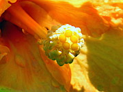 Yellow Giant Center After The Rain Photograph by Amy Hosp Yellow Giant Center After The Rain Photograph by Amy Hosp