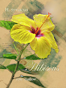 Yellow Hibiscus Graphic Digital Art by Mark Mille Yellow Hibiscus Graphic Digital Art by Mark Mille