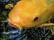 Yellow Koi Photograph by Becqi Sherman Yellow Koi Photograph by Becqi Sherman